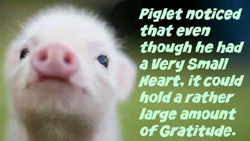 More Gratitude in your Heart brings More Happiness in your Life.