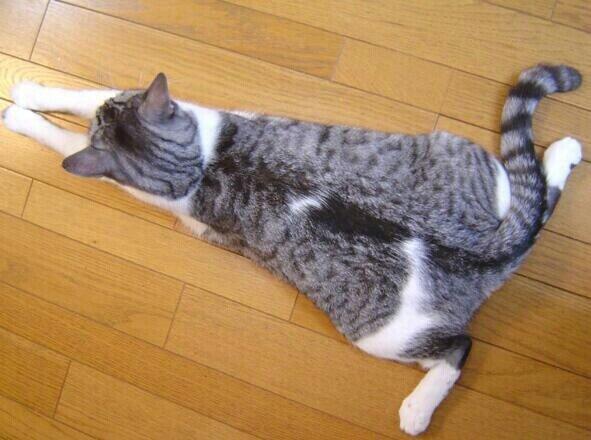 可愛いにゃんこ画像 W Hihefbuch Twitter