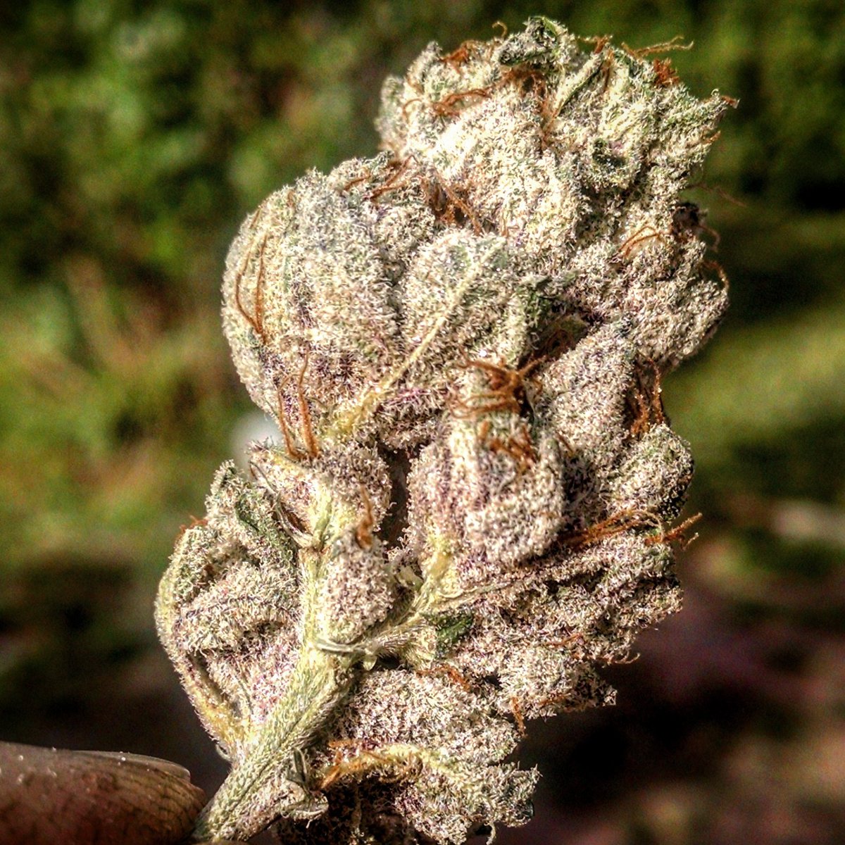 #ReconOG by #EthosGenetics  @SeedsHereNow #ethosseeds