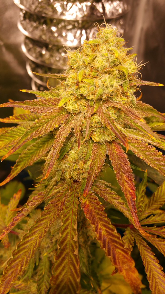 Chunkberry seeds from <a href="/EthosGenetics/">Colin Gordon</a> ☺🔥🔥🔥🔥💯