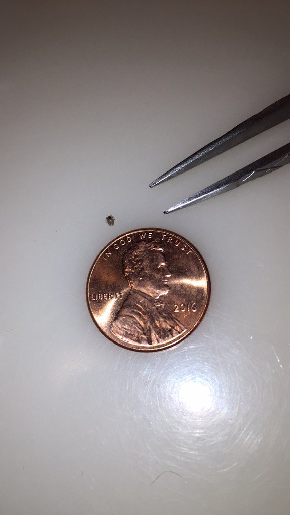 TickTimeApp's tweet image. Ah, the irony. I just did a #TickCheck with @TickTimeApp! itunes.apple.com/bj/app/ticktim…