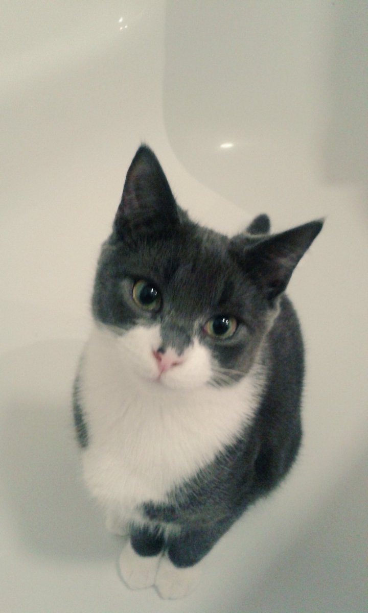 TeddyTheCat_'s tweet photo. @HillsPet hope to be your pet of the week #hillspet #kittyplease #bigeyes https://t.co/9bm9GRrMiG