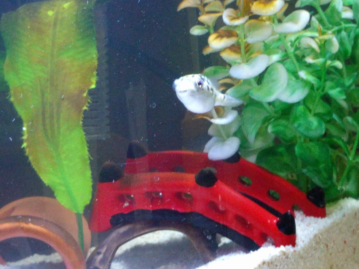 ミドリフグの暴れん坊日記 まとめ速報 Tetraodonfish Twitter ミドリフグの暴れん坊日記 まとめ速報 Tetraodonfish Twitter