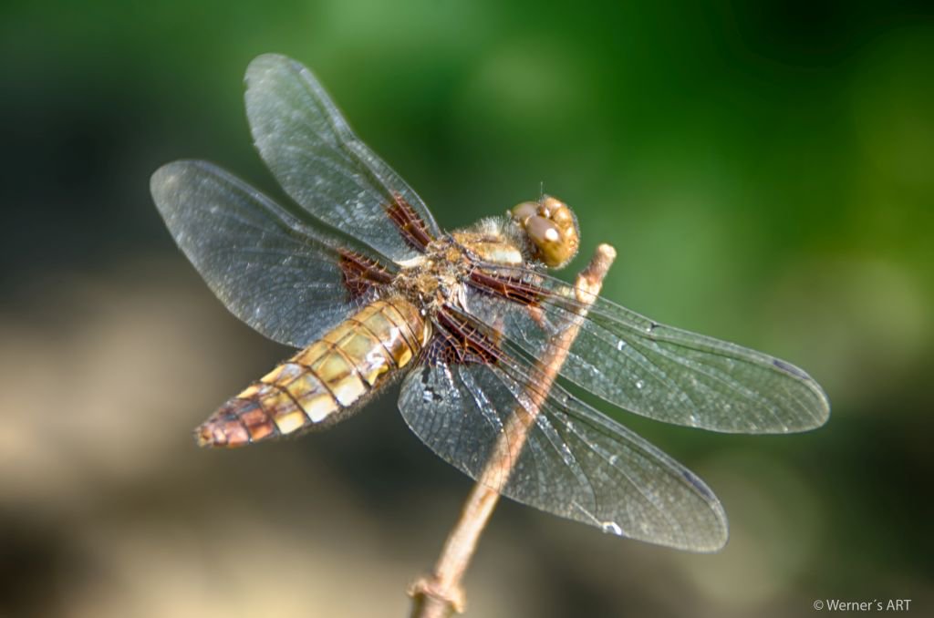 Werners_ART's tweet photo. #Libelle an meinem neuen #Gartenteich.Ich gehe oft in die #Natur aber sie kommt auch zu mir :-) #Makro #Wassertiere https://t.co/vCBl6cOqBk