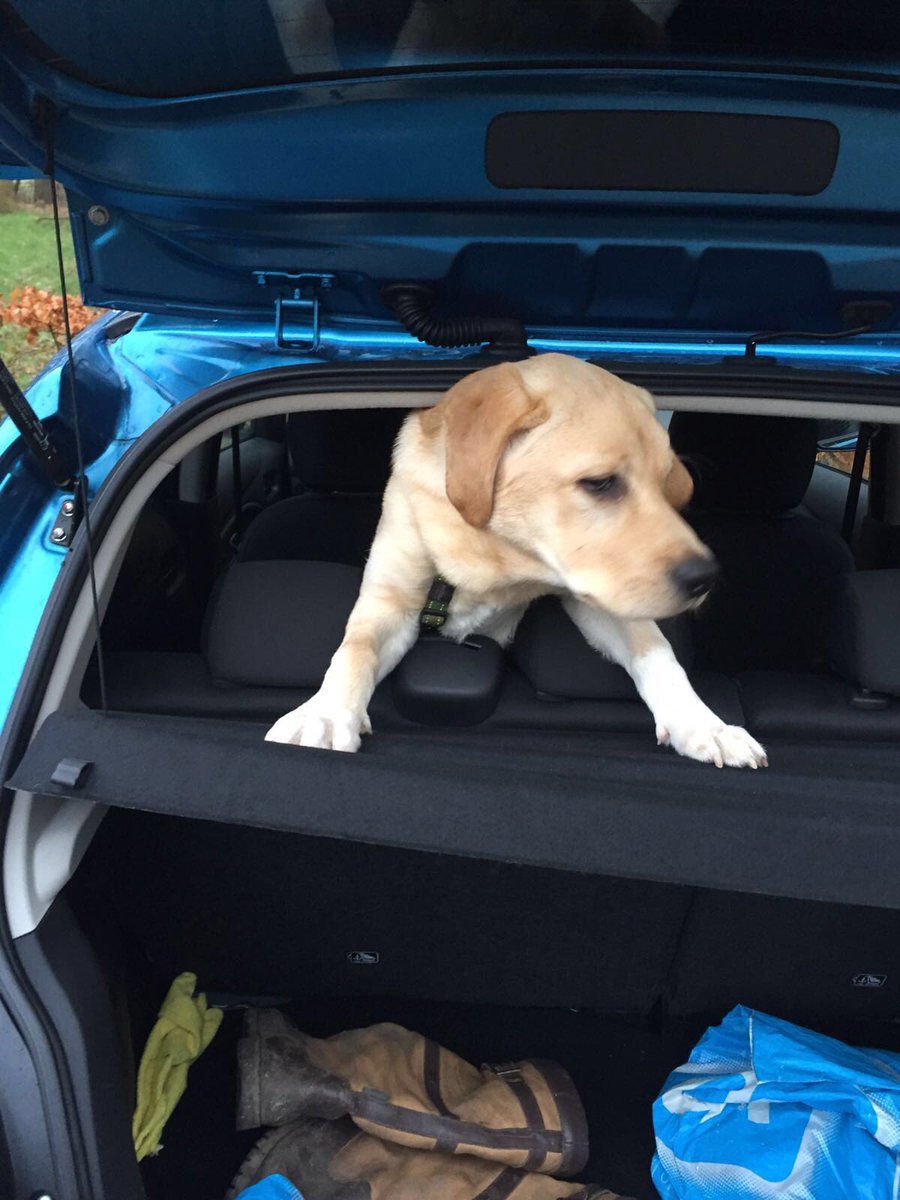 Did someone say Cookie? #lifeofsam #sam #labrador #labradorretriever #alwayshungry