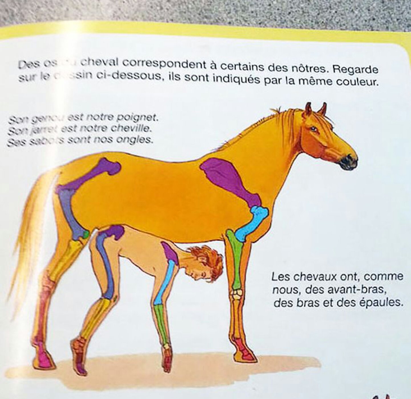 TAG24 NEWS Dresden on X: Entsetzen! Zeigt dieses Kinderbuch Sex zwischen  einem Pferd und einem Mann? Fleurus t.co1kYfJWXTa1  t.coSXpfcKlDTY  X