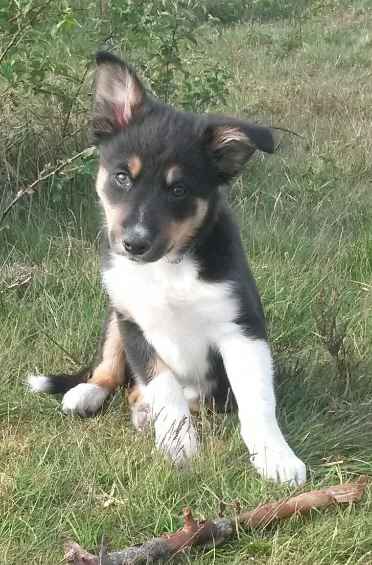 Aussie STAN (@heidert72) on Twitter photo 