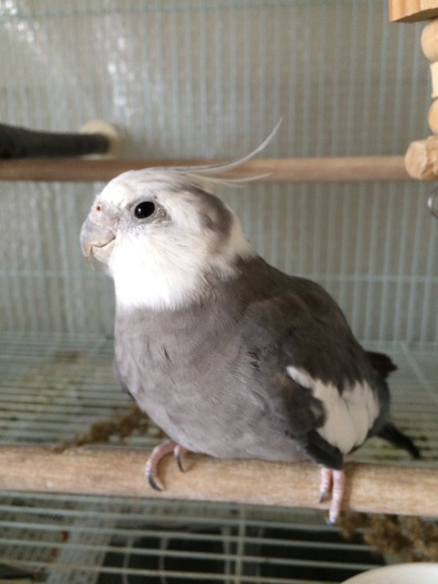 Reimama 今日の我が家のオカメインコ ルシアン オス ホワイトフェイスノーマル 隠れパイド 2歳か3歳 成鳥で我が家に去年来てシフォンに一目惚れしてペアになりました