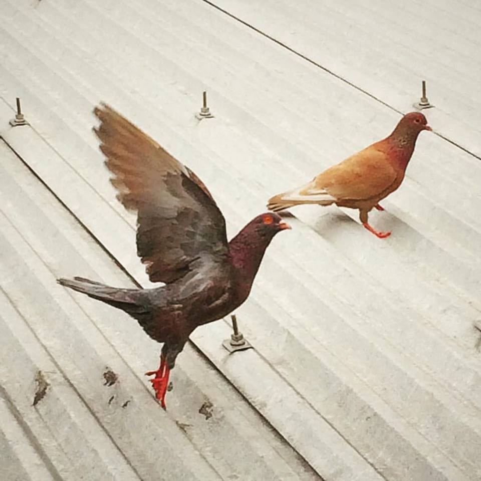 Marchaela's tweet photo. MERPATI POS #1 https://t.co/6lNloCA8Ie https://t.co/7rLrGwUiHW