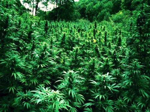 NorthWestSav's tweet photo. Need to get me a nice little field going like this . 👍🌳🌳🌳 https://t.co/IN5TsprKWm