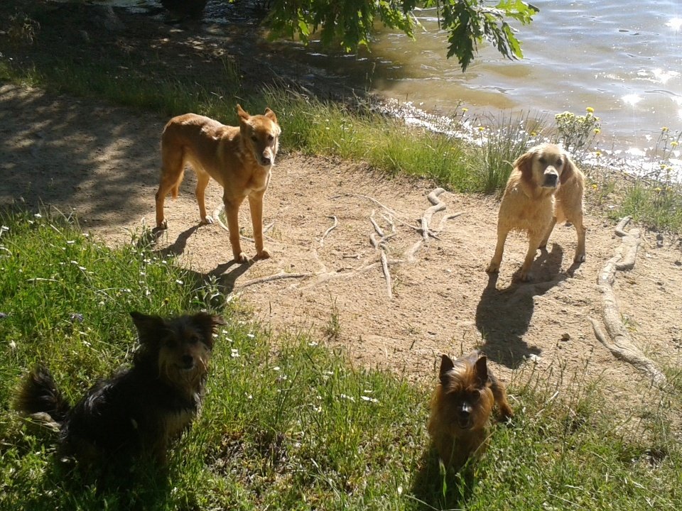 OKCanaimara's tweet photo. #FelizMartes! En #Navacerrada #conperros y un día espléndido ;) https://t.co/qSEPzdeh0a