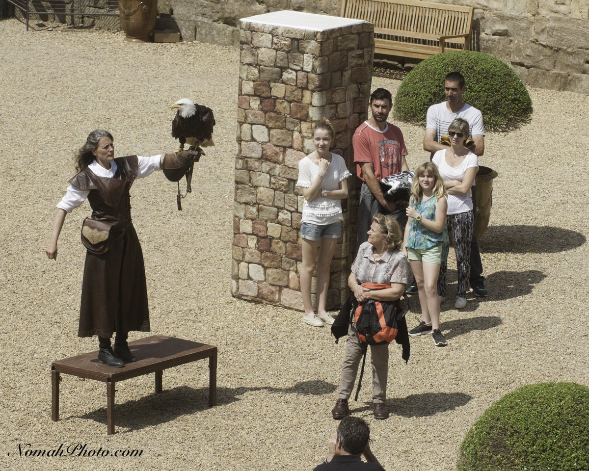 NomahPhoto's tweet photo. Vols majestueux des #rapaces des Ailes d'Urga dans la cour de @Fontfroide1093
https://t.co/GaU1Agr5Gj
#Narbonne https://t.co/HdmHzuju4Y