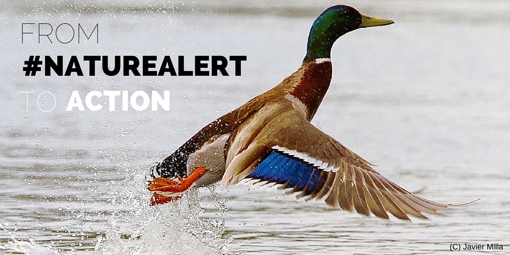 AMinded2's tweet image. RT @BirdLifeEurope: NGOs call on @EU_Commission to save #Nature laws goo.gl/4Rz0iT  #ThinkEnvironment