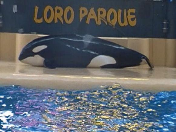 thetravelrebell's tweet photo. Beaching herself shouldn't be the only escape from SeaWorld #FreeMorgan #EmptyTheTanks 

https://t.co/U5zQrEzUHh https://t.co/aorDAQCpWs
