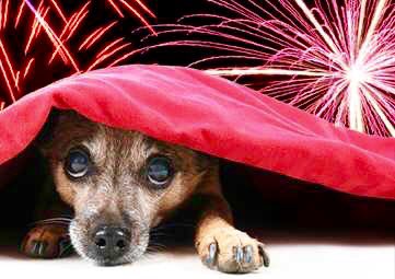 marcthevet's tweet photo. If you missed Monday's debate on Fireworks &amp; Pets watch it here: https://t.co/d8aoHTusqJ #animalwelfare #pets https://t.co/qXrbbUXw9D