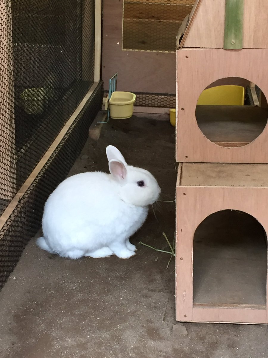 しらとあきこ ほんもののうさぎさんもいました 宇宙ステーション のももちゃん カメラ目線をいただき 鎌倉 明月院