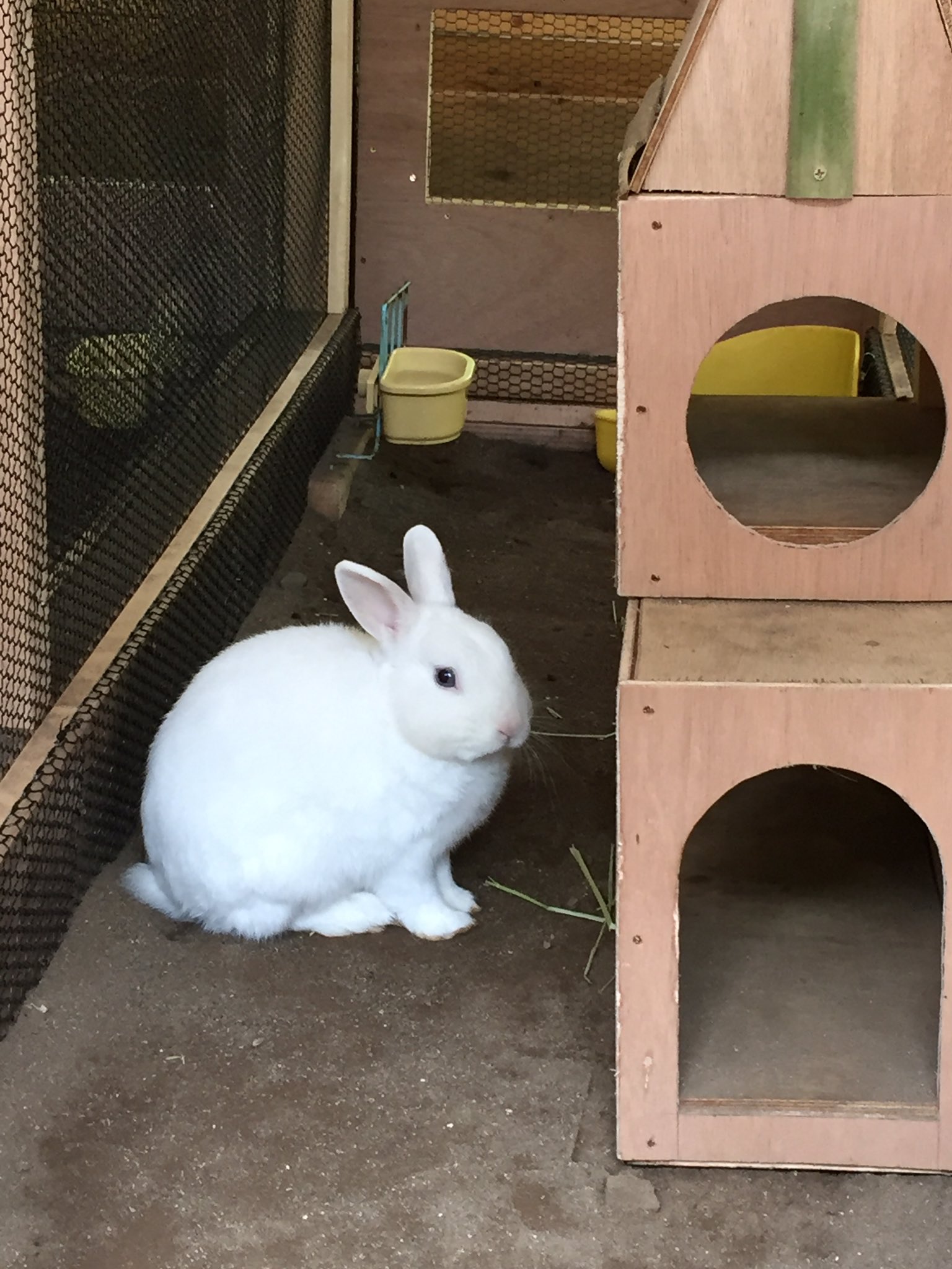 しらとあきこ ほんもののうさぎさんもいました 宇宙ステーション のももちゃん カメラ目線をいただき 鎌倉 明月院 T Co Iz3txuve0z Twitter