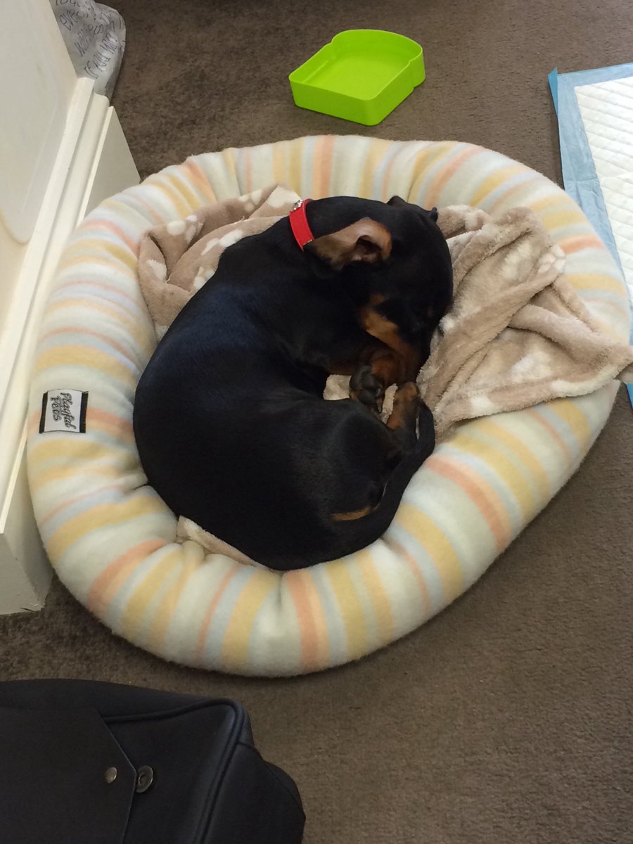 wemovesouth's tweet photo. Bring your puppy to work day in the office 😎 #sausagedoglife https://t.co/YbmeoHhmOb