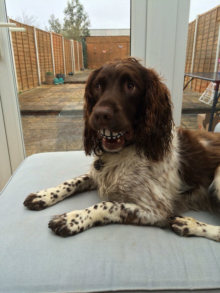 murraysmith33's tweet image. What you looking at ? 🐶🐶