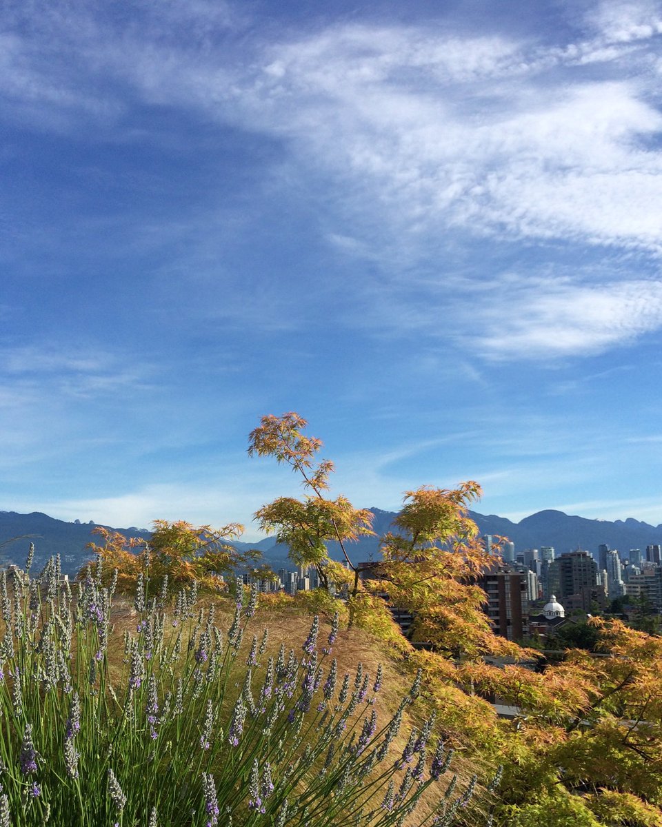 SGinhabiter's tweet photo. And good morning to you too #Vancouver. #viawesome https://t.co/gyUFIVUX2c