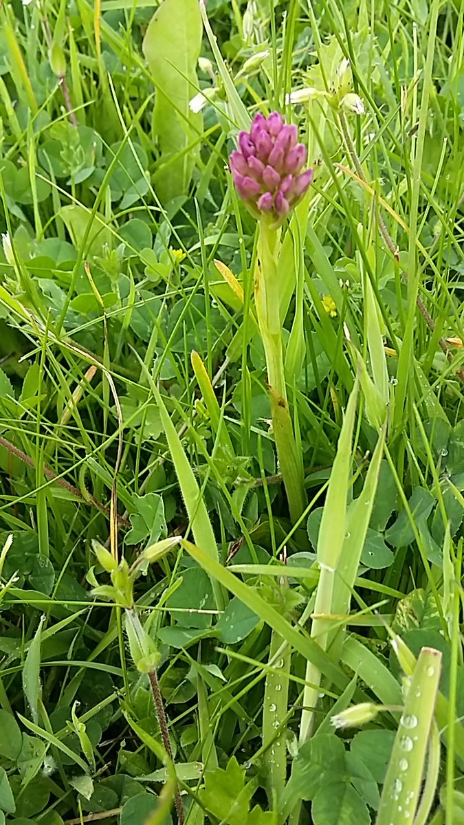 Day3 of #onehundredspecies.Pyramidal orchid (Anacamptis pyramidalis) in front&amp;back lawn.<a href="/WildaboutPlants/">Plantlife</a> <a href="/BSBIbotany/">BSBI: Botanical Society of Britain & Ireland</a>