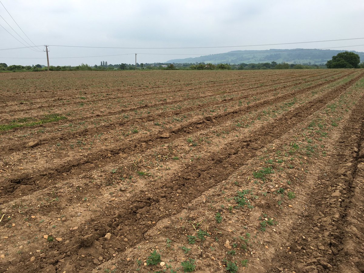 ClaireDonkin's tweet photo. All shut up till next season #asparagus #fieldclosure #subsoiling https://t.co/5G8kMfgUKt