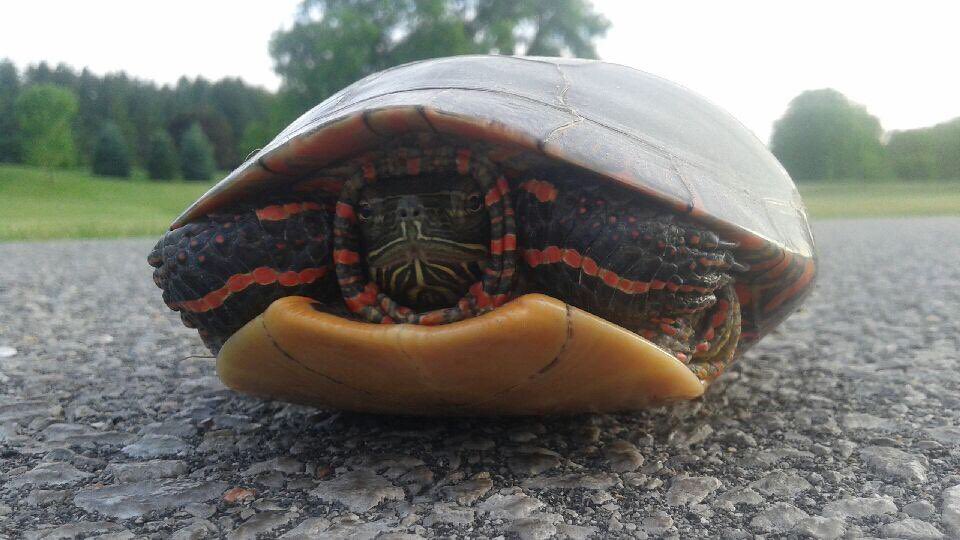 PheasantRunGolf's tweet photo. Hello beautiful #paintedturtle #naturelovers #dontrunmeover https://t.co/osM8XKZ2dt