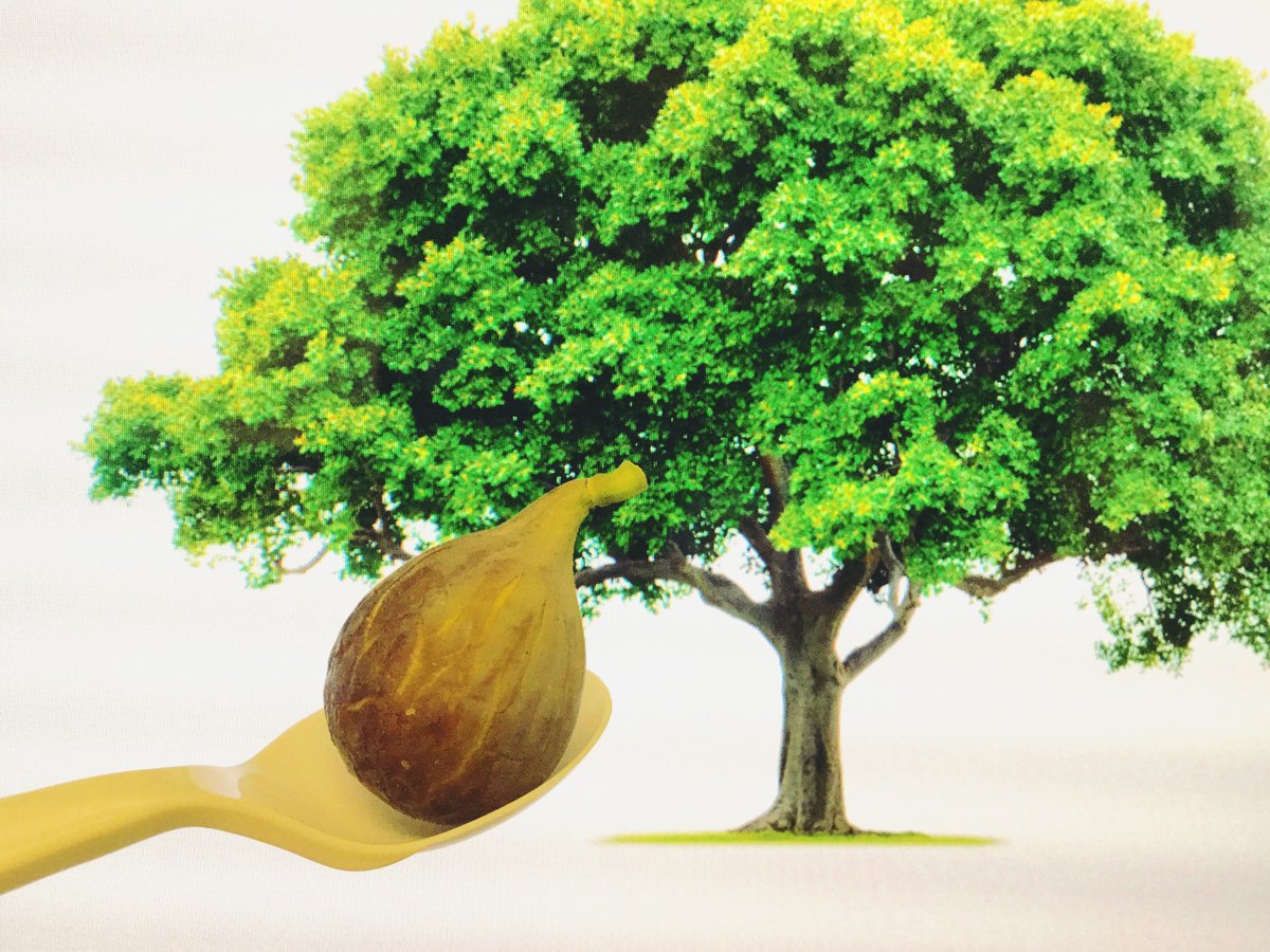 sarahusly's tweet photo. Eating a fresh #CelesteFig – It’s clear why it’s also called a "sugar fig". So sweet ripe from the tree! 😙 https://t.co/mEaY5PbWiJ