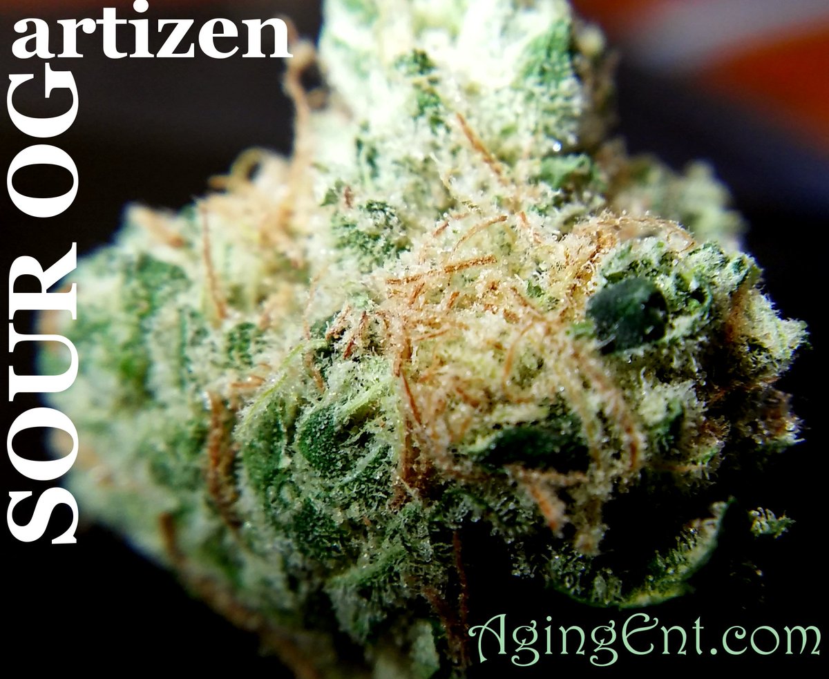theAgingEnt's tweet photo. #OGSour @artizencannabis #WAPot
https://t.co/CKEbJMtIsf
#SmokeWeedEveryDay #RecreationalCannabis #StonerFam #Pot https://t.co/RUBF5XKFqs