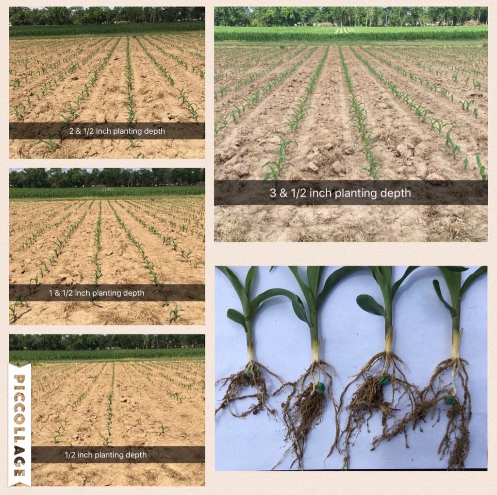 Ryan_SAA's tweet photo. @WinFieldInsight What an interesting story this tells about planting depth! #begreater #answerplots2016 https://t.co/e1HVVY5Wb8