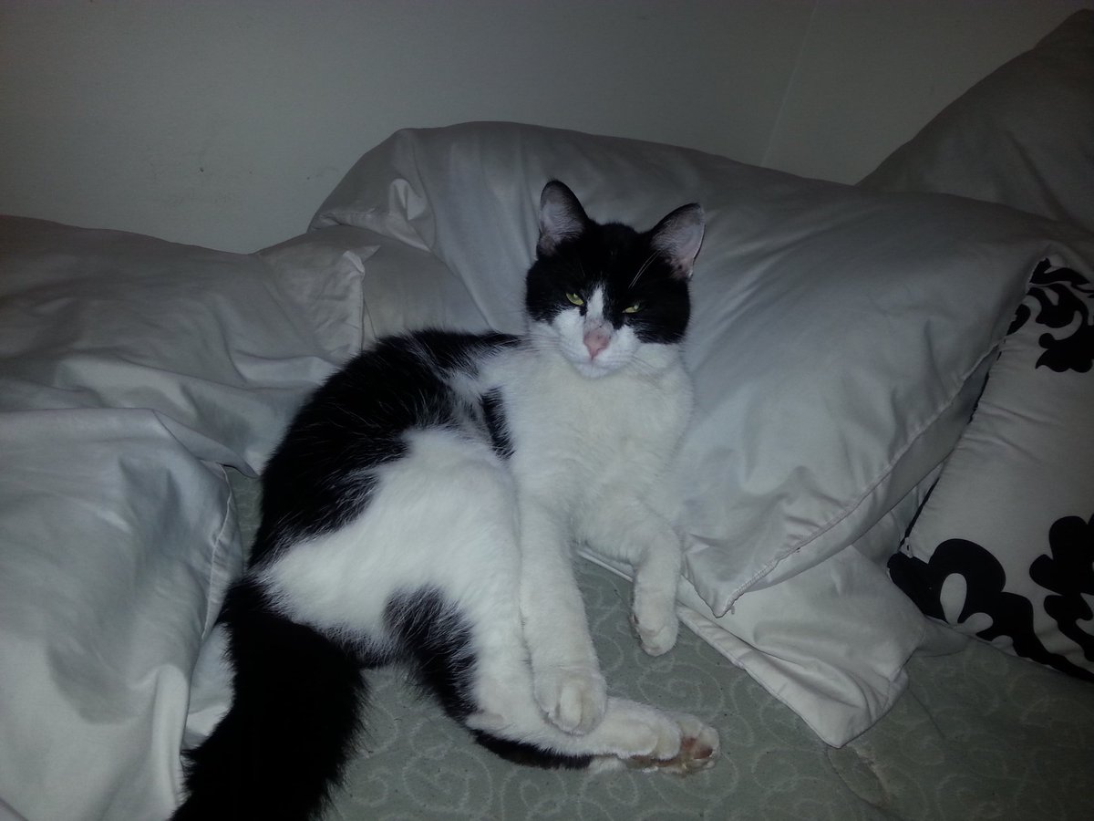 SomeRandomDick0's tweet image. @catfreq @creationistcat Male cat modelin and the toll it takes on our young cats today #NipHead #DownWithPuptriachy