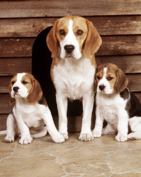 WeLoveBeagles's tweet photo. Mom and her babies! https://t.co/pXOo1lEHkw