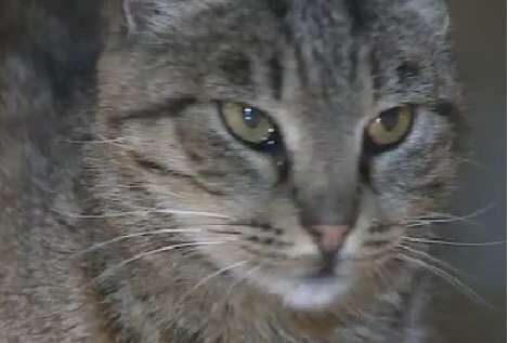 AI_Abramova's tweet image. Умерла знаменитая кошка Матроска,объевшая рыбный магазин во Владивостоке на 63тыс. Новость федерального значения))))