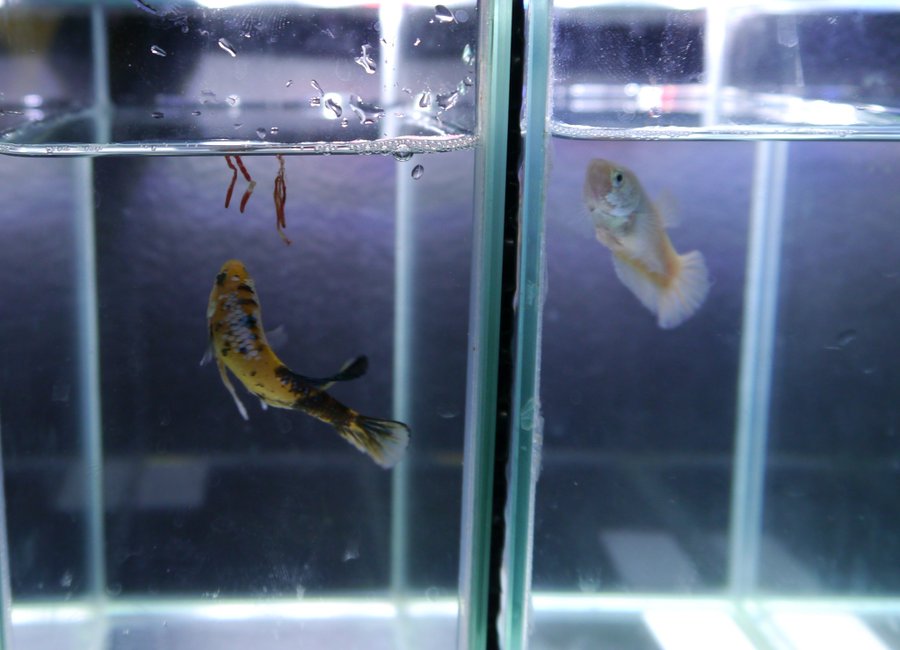 ベタのエサ 赤虫を与えるのは何匹くらい 便秘になるってほんと 熱帯魚ベタの飼育辞典