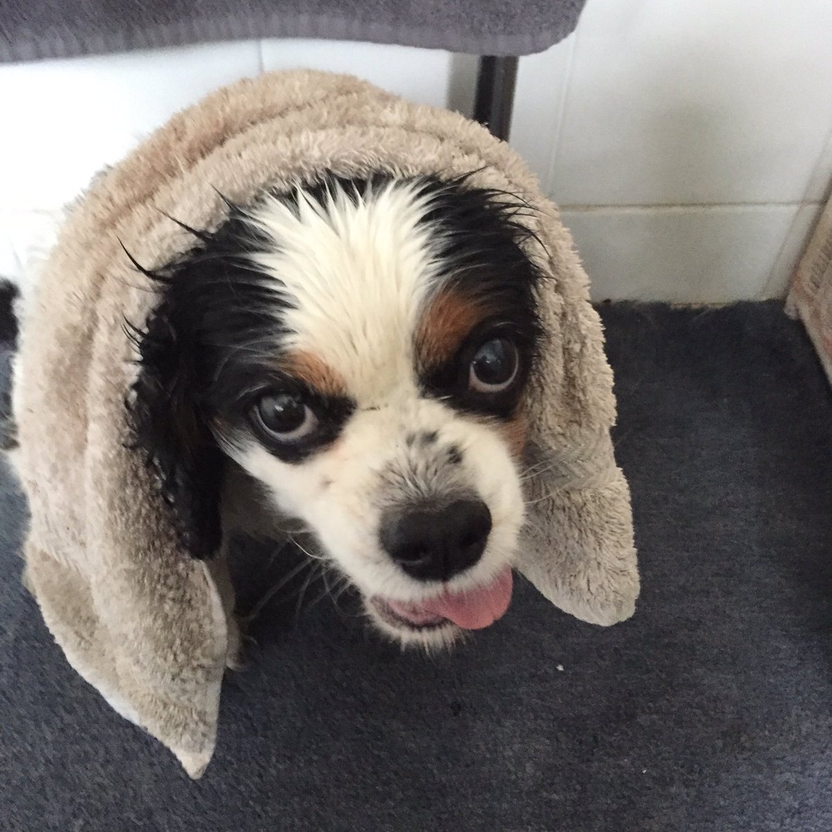 TimGatt's tweet image. Summer is over. #WhatHeatwave #WhenWalksInTheParkGoWrong #SadnessInHisEyes