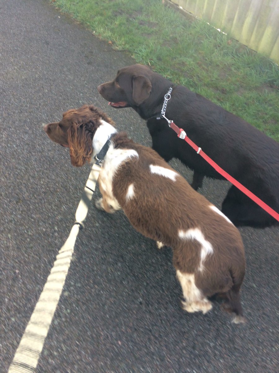 murraysmith33's tweet image. I'm teaching this young one the ropes 🙄🙄 #someonehastodoit #dogslife