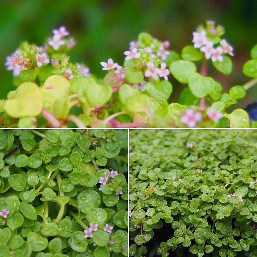 コルシカミント開花 コルシカミント開花
