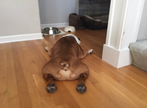 SideEyeGus's tweet photo. @edsbs Being a plus size dog is a lifestyle, really. #TooLazyToMakeItToTheWaterBowl https://t.co/XnRZtiHyQm