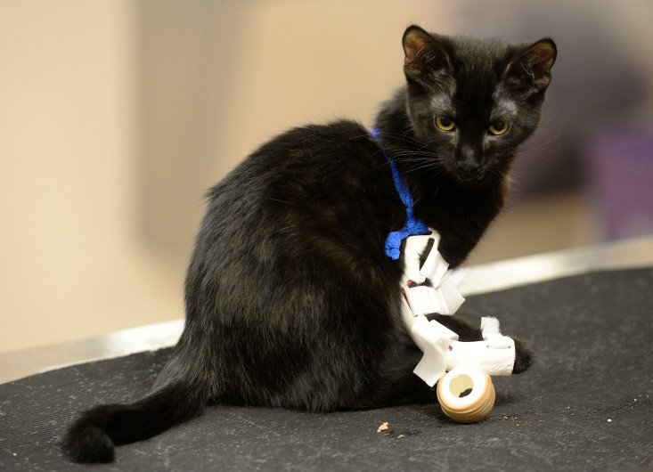 miaoustache's tweet photo. Une prothèse pour ce #chaton grâce à l'impression 3D !🐱 #cat #3dprinting #kitten L'article=> https://t.co/W4SSwlKDSa https://t.co/lR7YedeSio