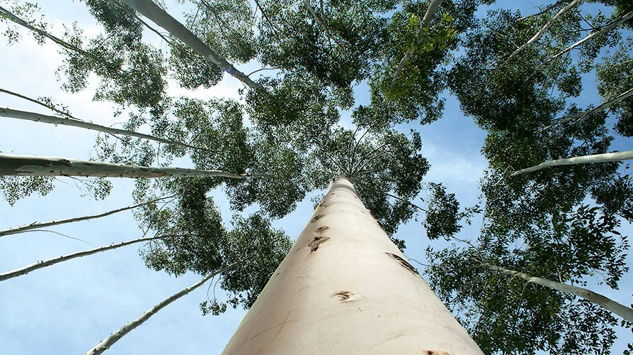 #Eco-commitment is important to UPM in the #eucalyptus #pulp production in #Uruguay.bit.ly/1sv5IMO