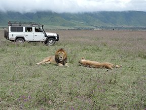 MSU_CFR's tweet photo. How are you spending your summer? These @msstate students are working in the Serengeti with lions! Living the dream! https://t.co/aS5WmXg262