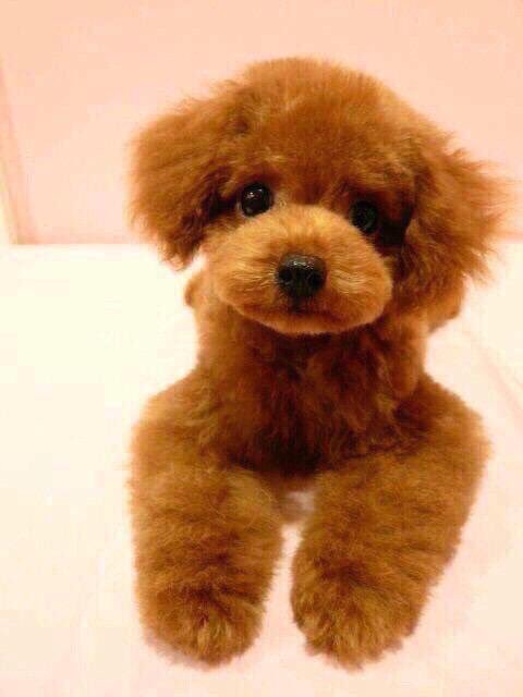 スカルくん誕生日 スカルくん誕生日
