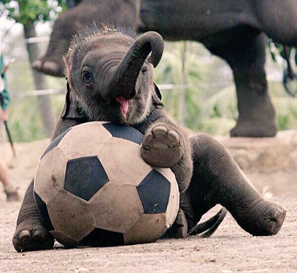 shopivoryella's tweet photo. incase you were having a bad day, here are some baby elephants being adorable 😊😊 https://t.co/0DLI2btu6E