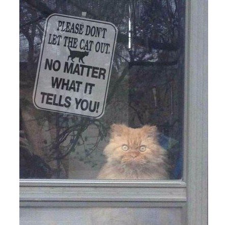 _MATPOCKuH's tweet image. "Пожалуйста, не выпускайте кота. Что бы он вам ни говорил!"

Верь коту!