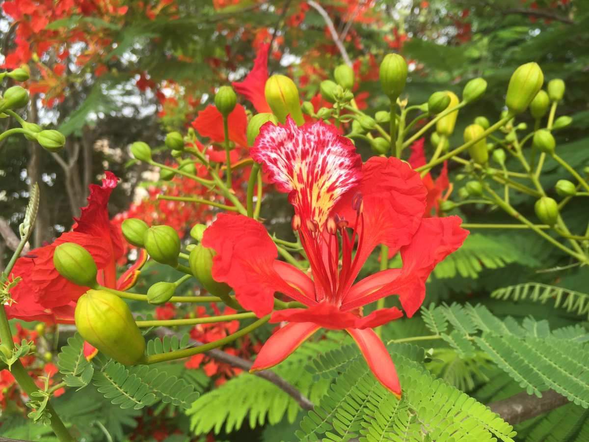 Alex Quessep V Twitter Flor De Nuestra Acacia Roja Delonix Regia Natura Desnuda Sin Maquillajes