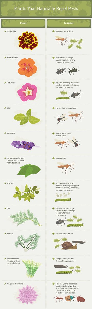 StevensandSon's tweet photo. #FlowerTipTuesday Plants that naturally repel pests.
#GardenTips #FlowerTips #Florist #Denver #Arvada #Colorado https://t.co/SL2EME8tnO