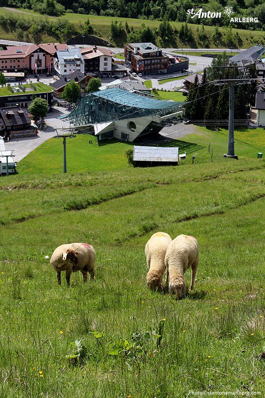 StantonReview's tweet photo. Määharbeiten!
Unsere #tierischen #Rasenmäher bei der Pflege der #StAntoner #Skipisten... https://t.co/0Z8YuM50XX