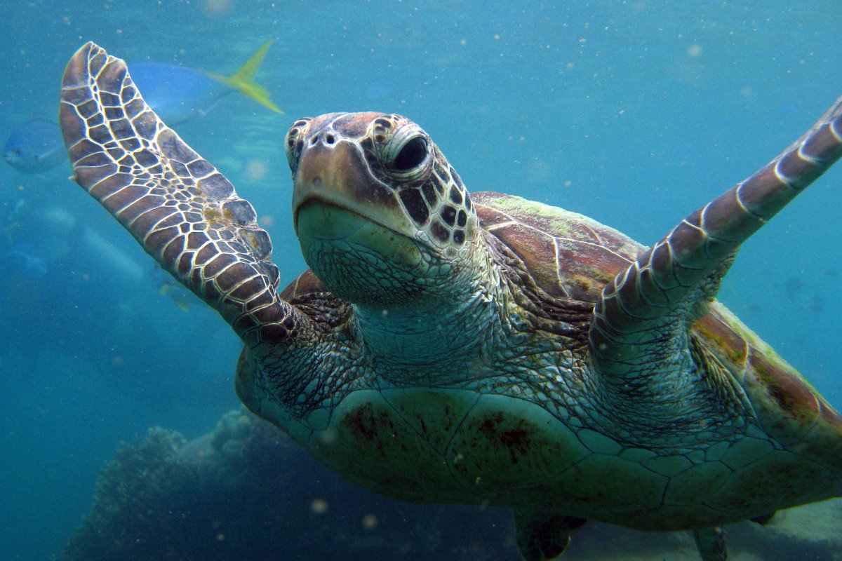 черепаха бисса (каретта). морская черепаха марса алам. галапагосские острова игуаны. пресмыкающиеся черепахи. морские пресмыкающиеся.