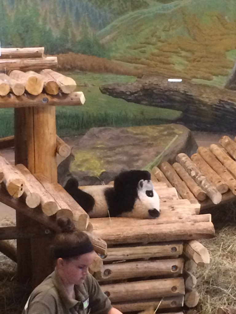 mrs_capocci's tweet photo. Meeting the panda cubs at @TheTorontoZoo @orioleparkjps https://t.co/tGKh0rgVX0