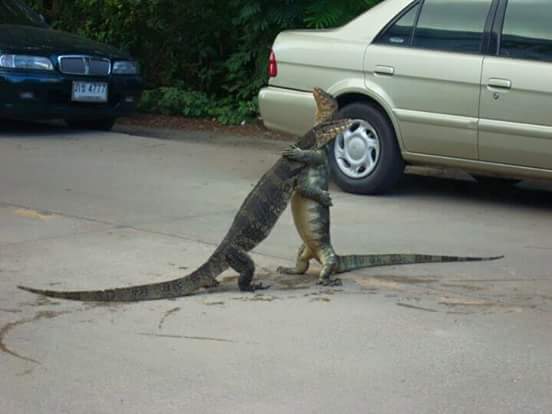 Rodrigoadd88's tweet image. Quando vc encontra aquele peguete de 2015 💚💚👽😈